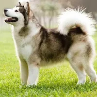 Siberian Husky Dog Wallpapers