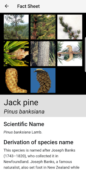 NZ Wilding Conifers Screenshot 3