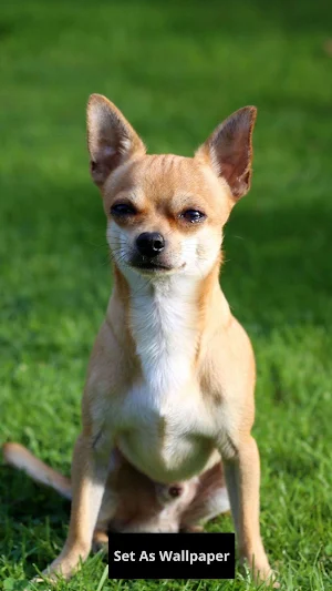 Chihuahua wallpaper Screenshot 3