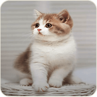 Cat Cute Wallpaper