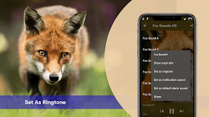 Fox Sounds - Fox Calls Ringtone Screenshot 3