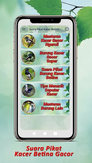 Suara Pikat Kacer Betina Gacor Screenshot 1