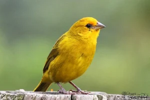 Canto de Canário da Terra Screenshot 2