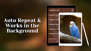 Budgerigar Sounds Screenshot 2