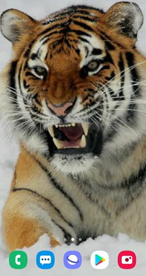 Pictures of ferocious animals صور الحيوانات الشرسه Screenshot 2