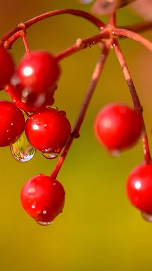 Viburnum Wallpapers Screenshot 1