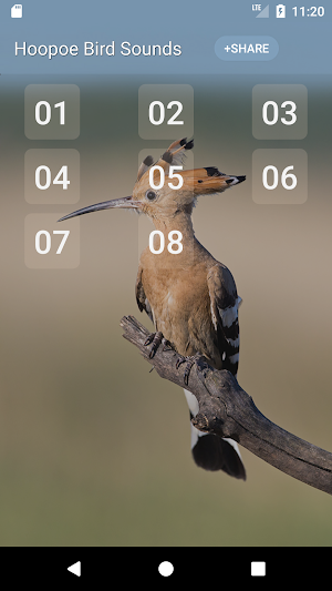 Hoopoe bird song Screenshot 0