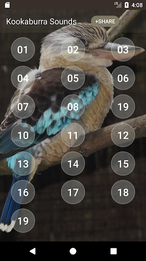 Kookaburra Sounds Screenshot 1
