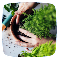 How to Start Seeds & Planting