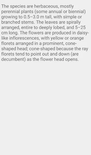 Rudbeckia flower Screenshot 2
