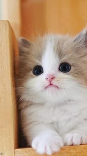 Cute Cat Video Wallpapers Screenshot 1