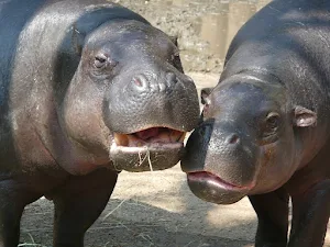 Hippo Wallpapers Screenshot 2