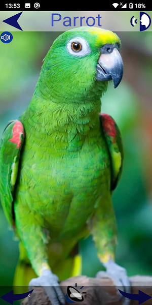 Animal Sounds Screenshot 2