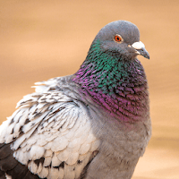 Pigeon Sounds - Pigeon Hunting Calls
