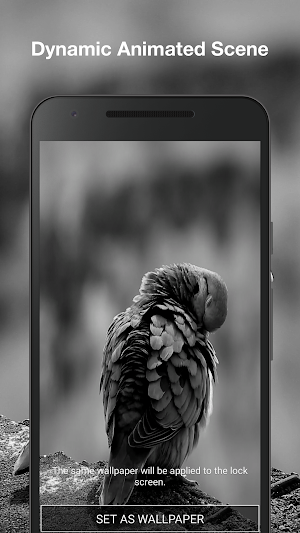 Real Bird Live Wallpaper Screenshot 1