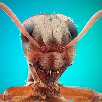 Ants Wallpapers