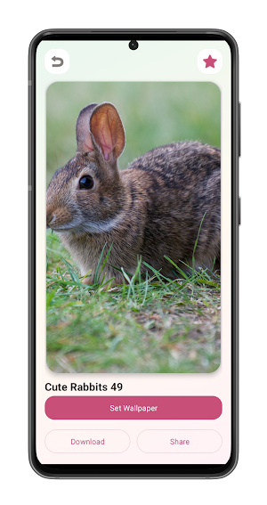Cute Rabbit Wallpapers Screenshot 3