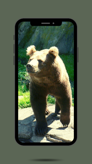 Bear Ringtone Screenshot 0