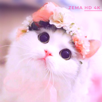 Zema HD 4K Wallpapers