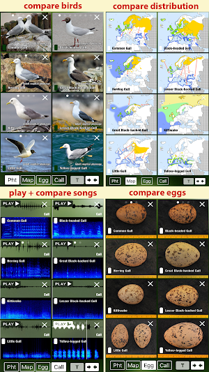 All Birds Sweden - A Sunbird Field Guide Screenshot 3