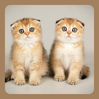 CUTE CAT WALLPAPER