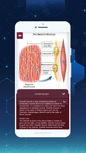 3D Female Anatomy: 3D Bones Skeleton & Organs Screenshot 2