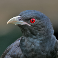Asian koel bird Ringtones