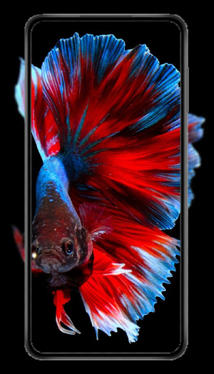 Ikan Cupang Wallpaper HD 2023 Screenshot 1