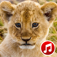 Animal Sounds