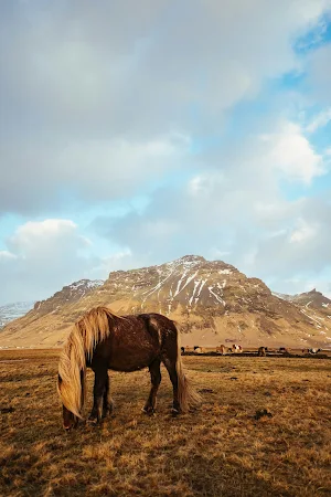 Horse Wallpapers Screenshot 2
