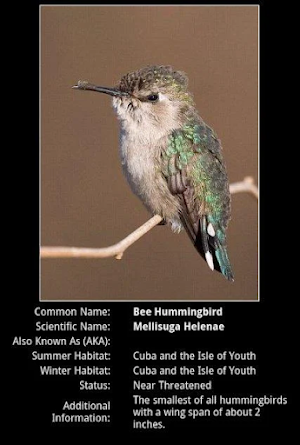 Hummingbird Species Screenshot 3
