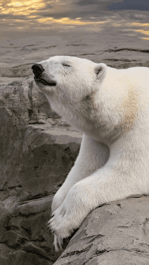 Bears Wallpaper HD Screenshot 0
