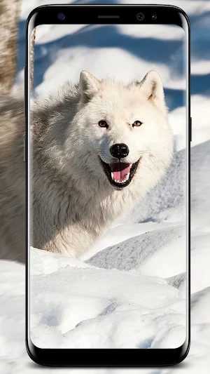 Wolf Wallpapers screenshot 2