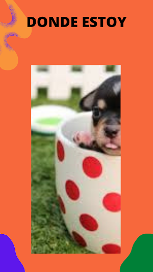 Foto de Animales Screenshot 3