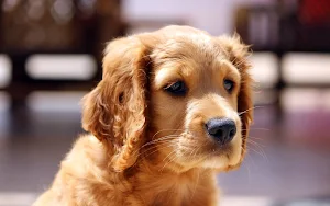 Cute Puppy Wallpaper HD Screenshot 0