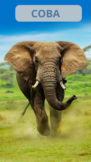 Wallpapers Gajah Hutan Screenshot 0