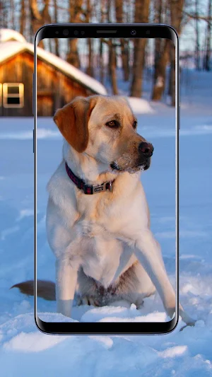 Labrador Wallpapers Screenshot 0