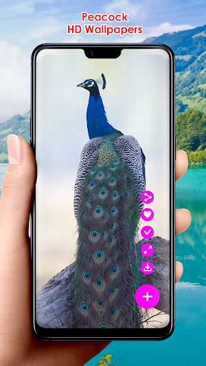 Peacock HD Wallpapers Screenshot 2