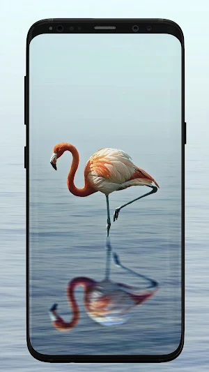 Flamingo Wallpaper Screenshot 3