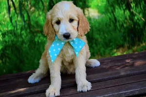 Cute Puppy Wallpaper HD Screenshot 3