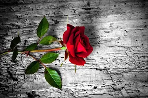 Red Rose Wallpapers Screenshot 0