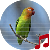 Lovebird sounds ~ Sboard.pro