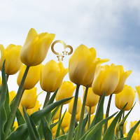 Tulip Wallpaper