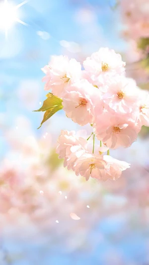 Sakura Flower Live Wallpaper Screenshot 2