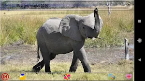 Elephant Images Screenshot 3