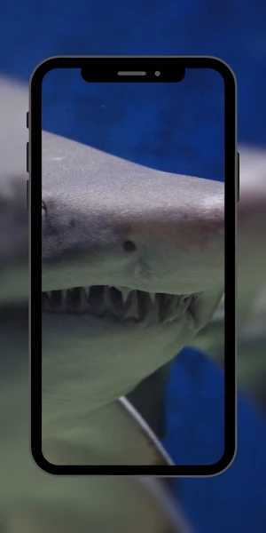 Wallpaper Shark Fish Screenshot 1