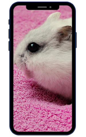 Guinea pig Wallpapers Screenshot 1