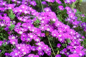 Purple and  backgrounds wallpapers Screenshot 3