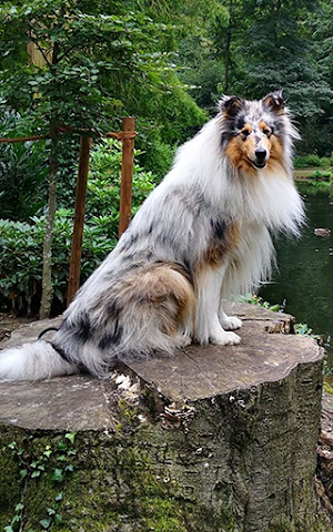 Collie Wallpapers - Papéis de parede Collie Screenshot 0