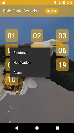 Bald Eagle Sounds Screenshot 1